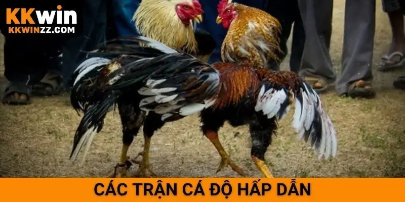 Các trận cá độ hấp dẫn