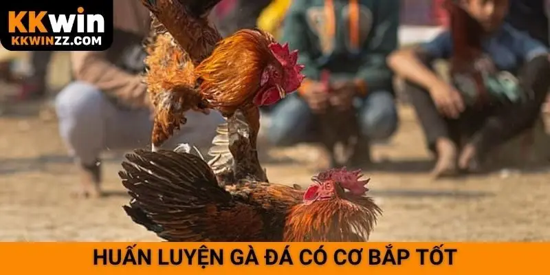 Huấn luyện gà đá có cơ bắp tốt