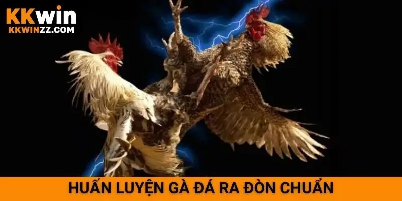 Huấn luyện gà đá ra đòn chuẩn