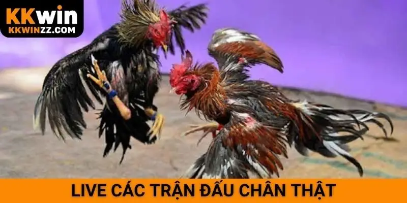 Live các trận đấu chân thật